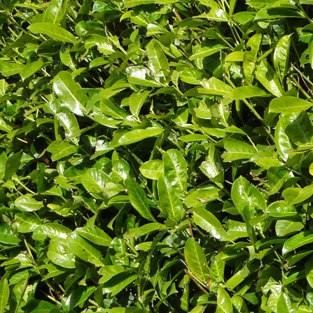 Cherry Laurel Rotundifolia | Large hedge plant – 10 meters – 15L – 20x – 125–150 cm