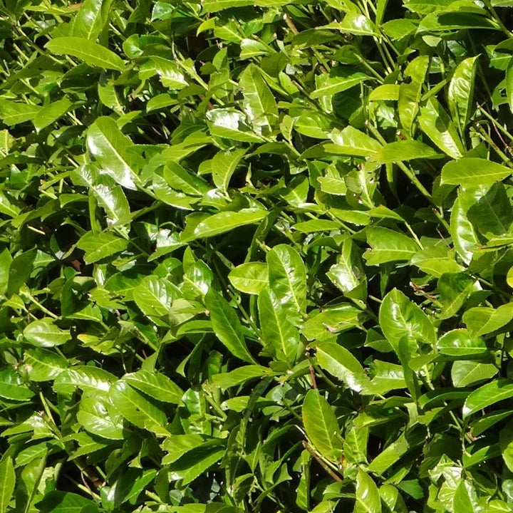 Cherry Laurel Rotundifolia | Large hedge plant – 10 meters – 15L – 20x – 125–150 cm