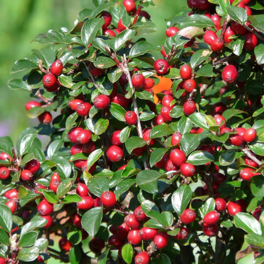 Cotoneaster dammeri | Hardy Groundcover with White Flowers &amp; Red Berries