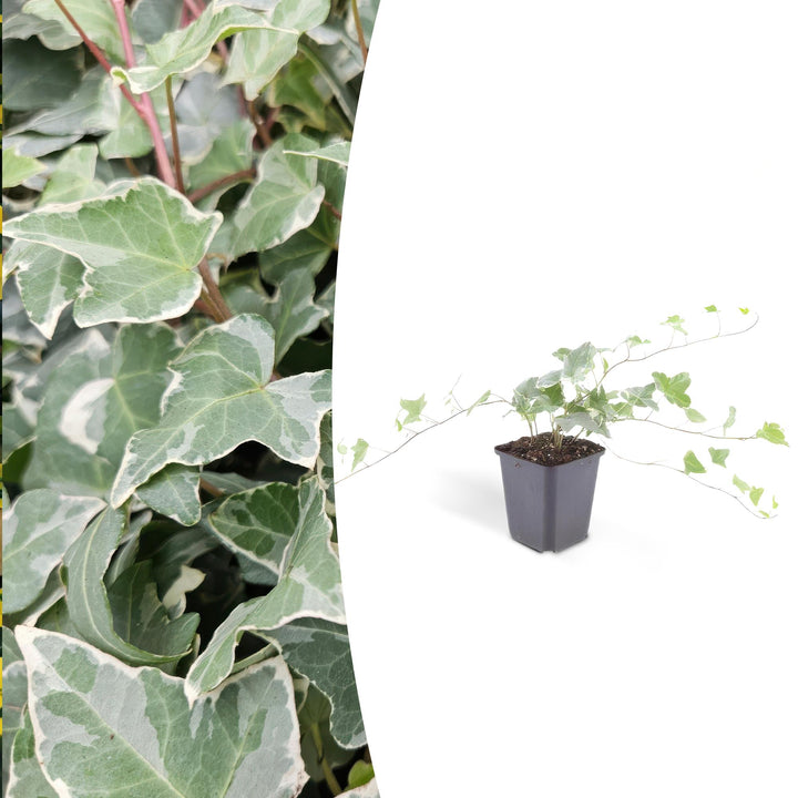 Hedera helix 'Glacier' | Fast-growing ivy with variegated leaves for hedges, ground cover, or facade greenery