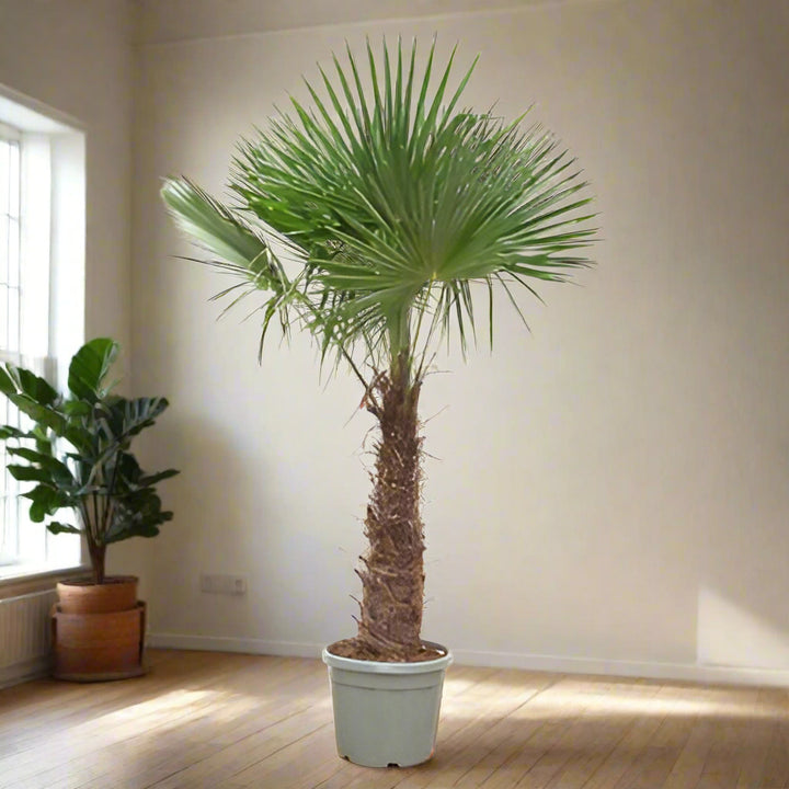 Trachycarpus fortunei | Chinese fan palm – 240–270 cm – Ø40–Ø55 cm