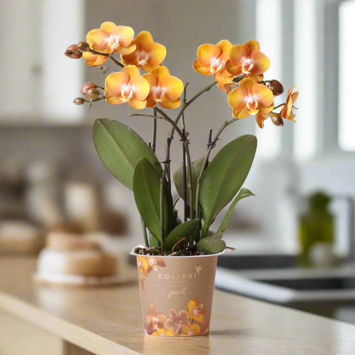 Orange Phalaenopsis Orchid | Multiflora | 3-4 Branches | 12 cm Pot