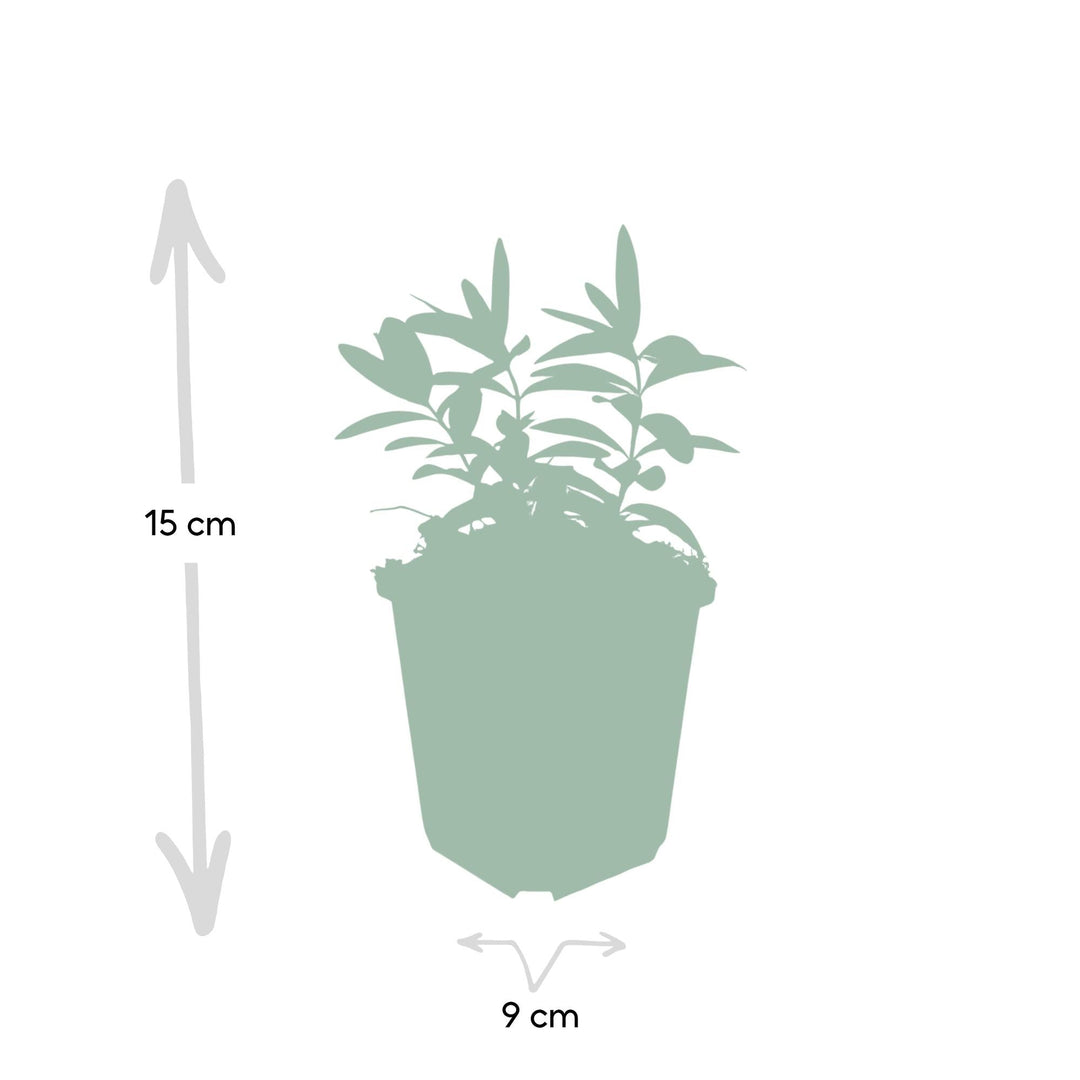 Hypericum calycinum | Evergreen Ground Cover with Yellow Flowers – Low Maintenance