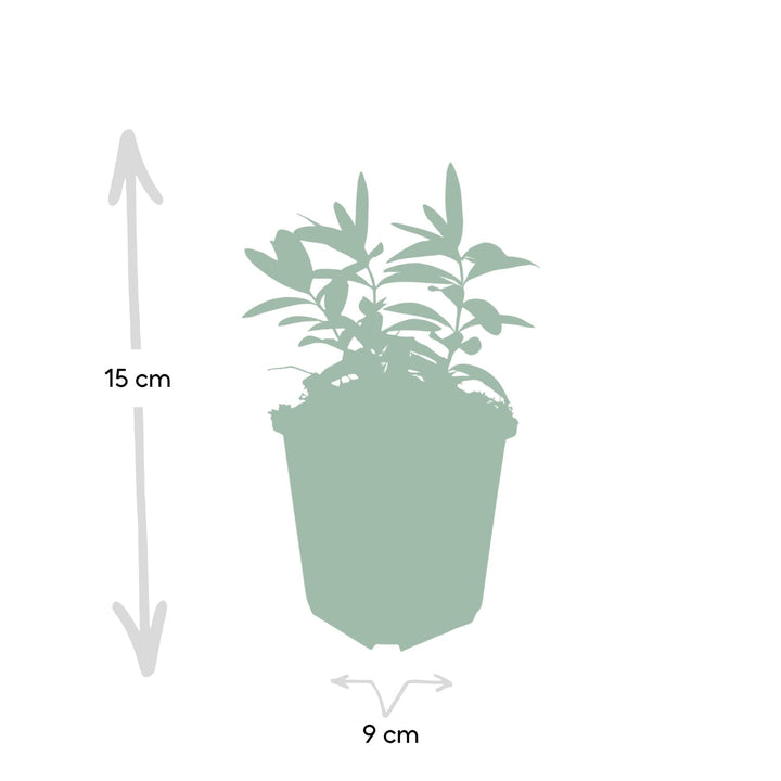 Hypericum calycinum | Evergreen Ground Cover with Yellow Flowers – Low Maintenance