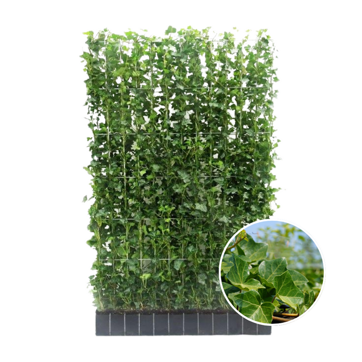 Hedera Hibernica Ivy Ready-Made Hedge | Instant Green Privacy for Any Garden