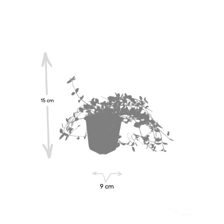 Vinca minor 'Gertrude Jekyll' | White Groundcover for Shady Gardens