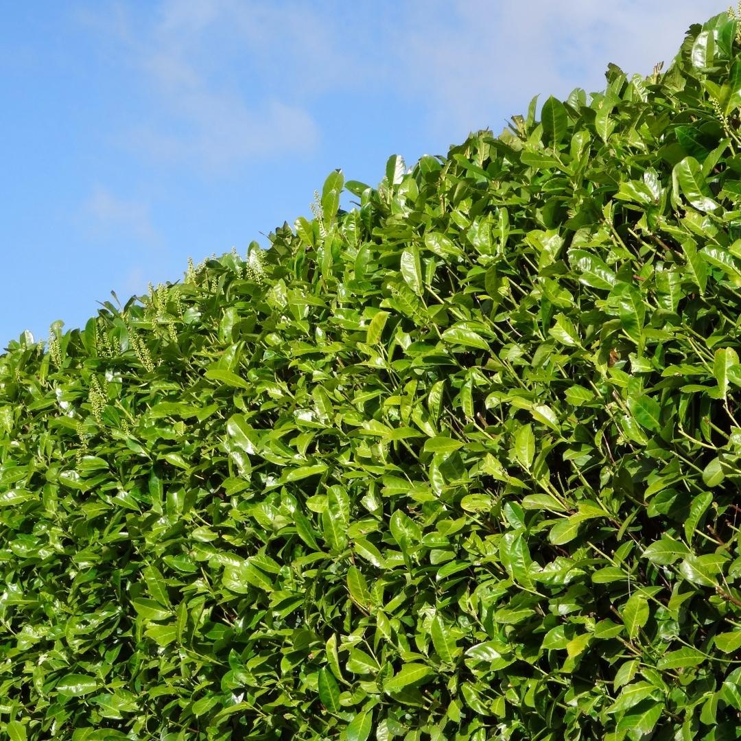 Cherry Laurel Rotundifolia | Large hedge plant – 10 meters – 15L – 20x – 125–150 cm