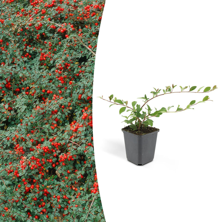Cotoneaster dammeri | Hardy Groundcover with White Flowers &amp; Red Berries