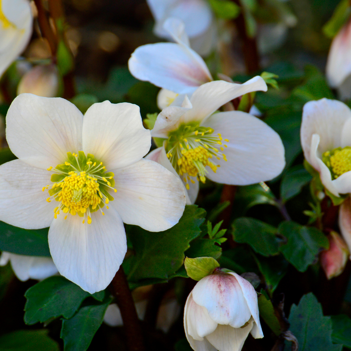 Helleborus | Winter-hardy Christmas Rose 12 cm Pot