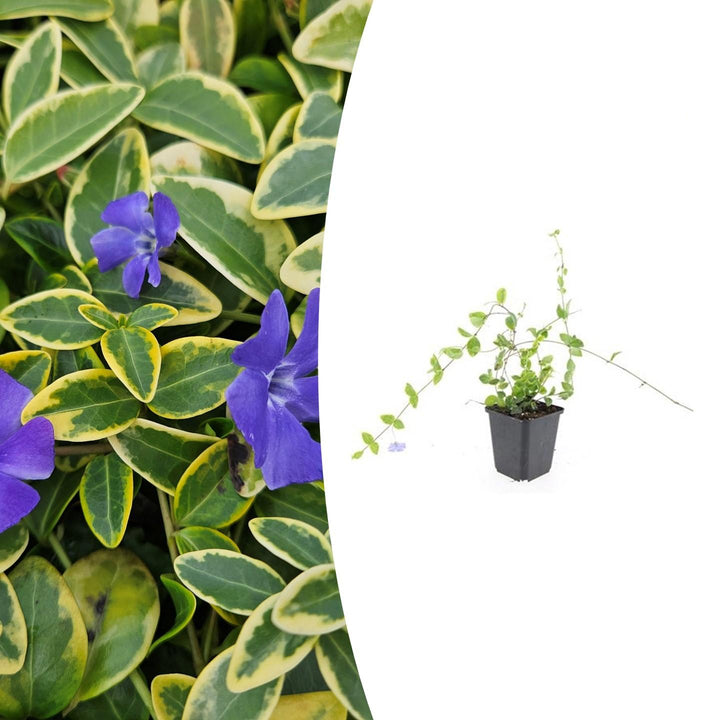 Vinca minor 'Blue and Gold' | Evergreen Groundcover with Yellow Leaves – Shade Plant &amp; Low-Maintenance