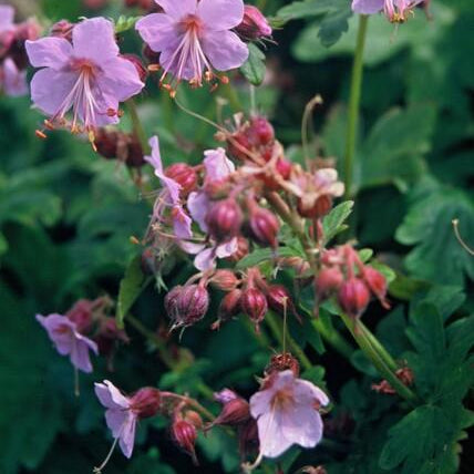 Geranium macrorrhizum – Fragrant Ground Cover with Spring Flowering – Winter Hardy &amp; Low Maintenance