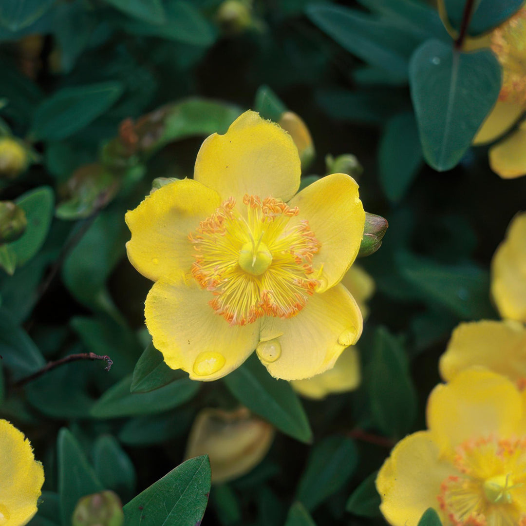 Hypericum calycinum | Evergreen Ground Cover with Yellow Flowers – Low Maintenance