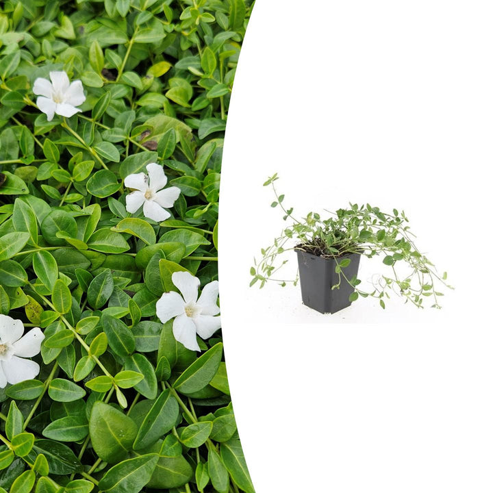 Vinca minor 'Gertrude Jekyll' | White Groundcover for Shady Gardens