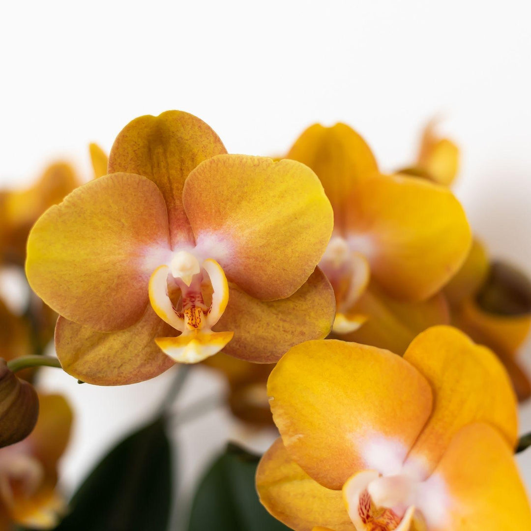 Orange Phalaenopsis Orchid | Multiflora | 3-4 Branches | 12 cm Pot