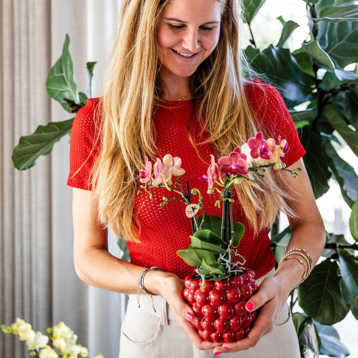 Orchid Congo Red | Multiflora | 30-35cm