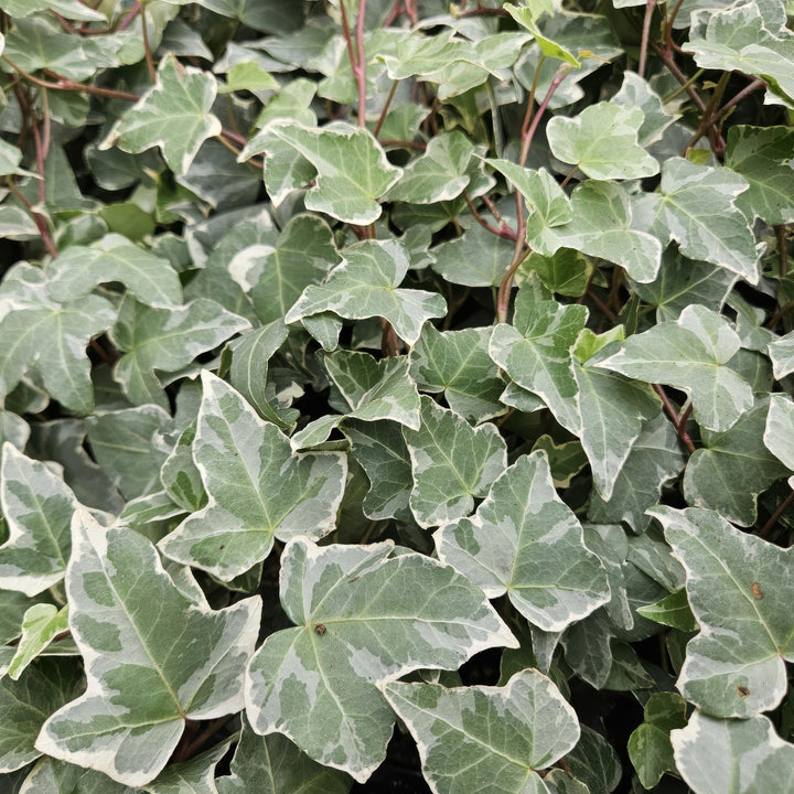 Hedera helix 'Glacier' | Fast-growing ivy with variegated leaves for hedges, ground cover, or facade greenery