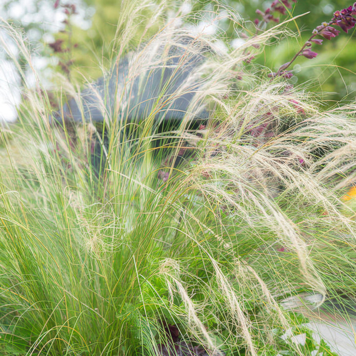 Stipa tenuissima 'Ponytails' | Ornamental Grass with Airy Plumes – Hardy &amp; Low-Maintenance
