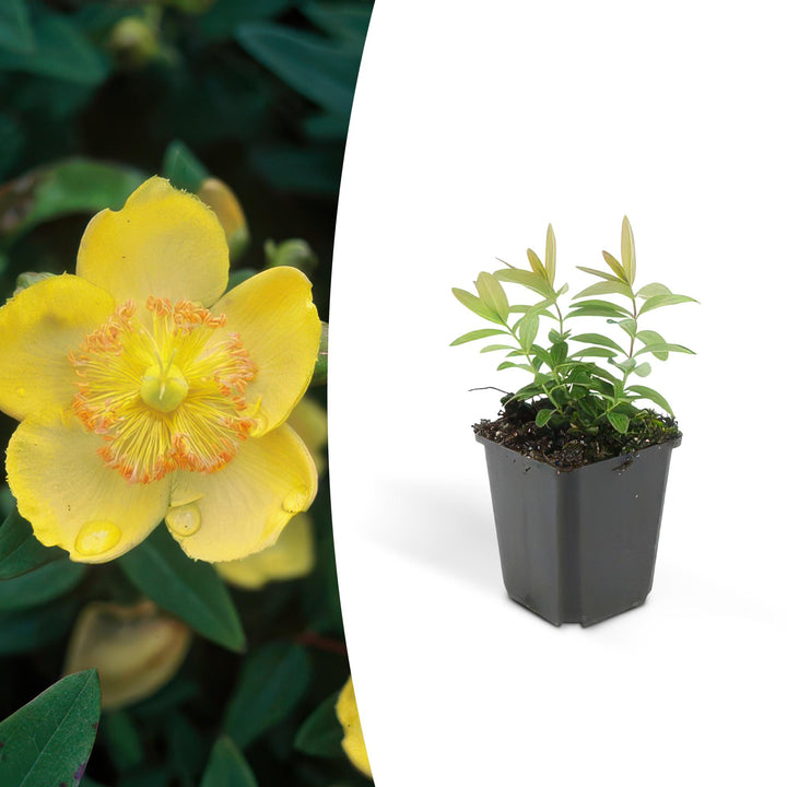 Hypericum calycinum | Evergreen Ground Cover with Yellow Flowers – Low Maintenance