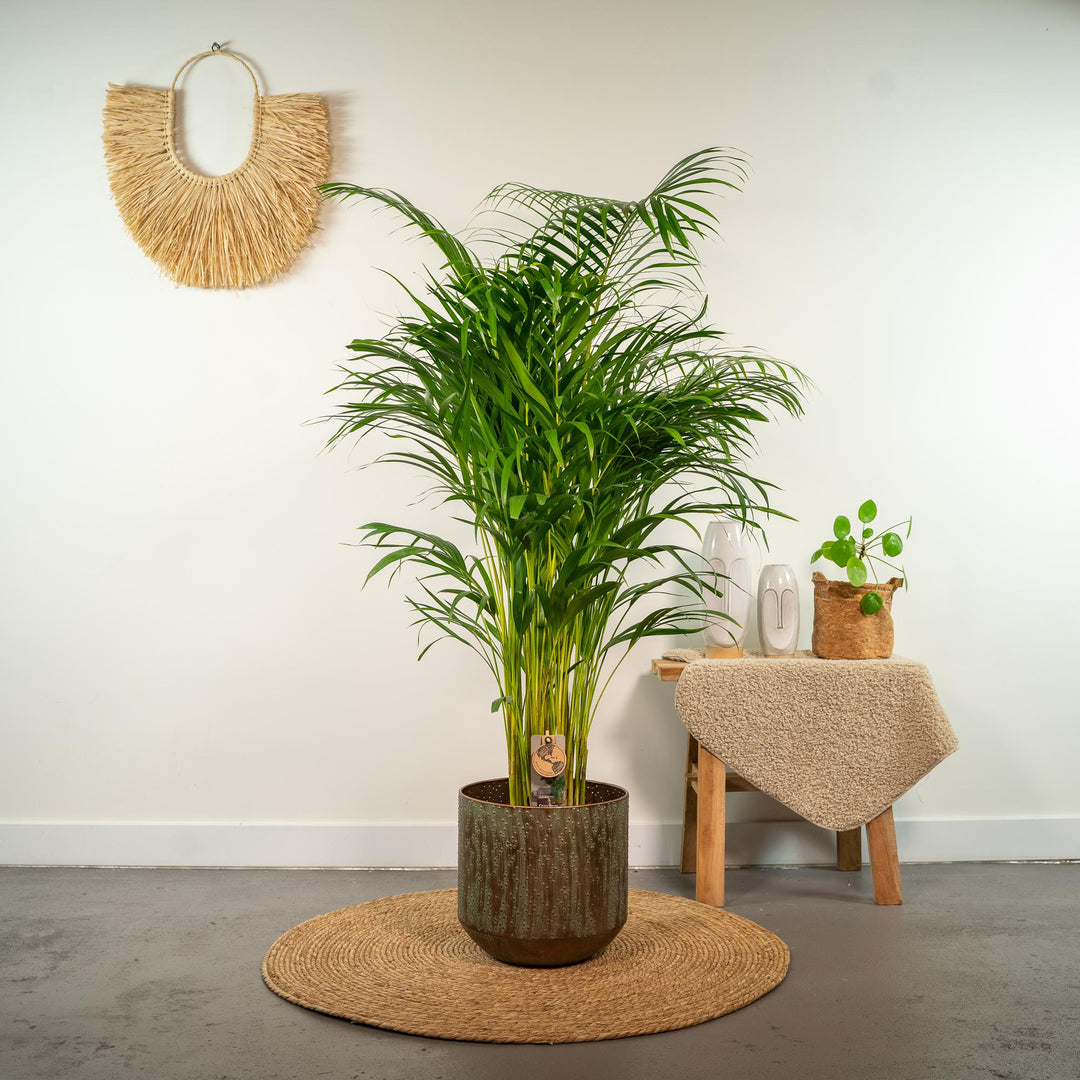 Areca Palm | Air-Purifying Tropical Houseplant | Golden Oryx Palm