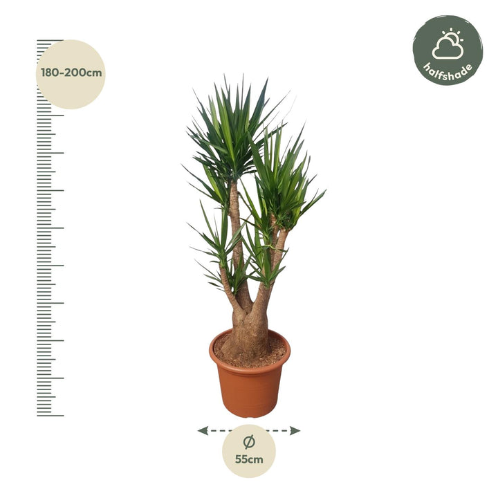 Yucca Elephantipes Branched | Tropical plant – 190 cm – Ø55 cm