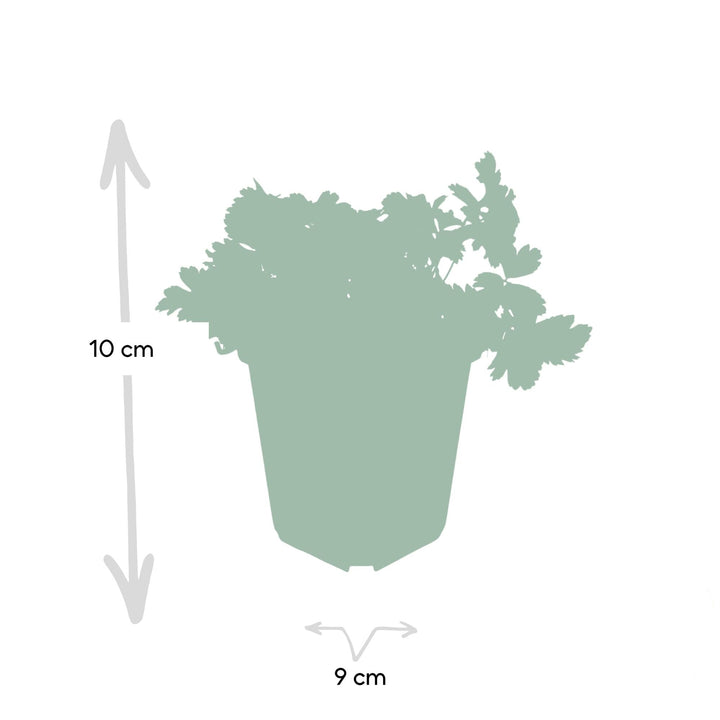 Waldsteinia ternata | Evergreen Groundcover with Yellow Flowers – Low-maintenance and Shade-tolerant