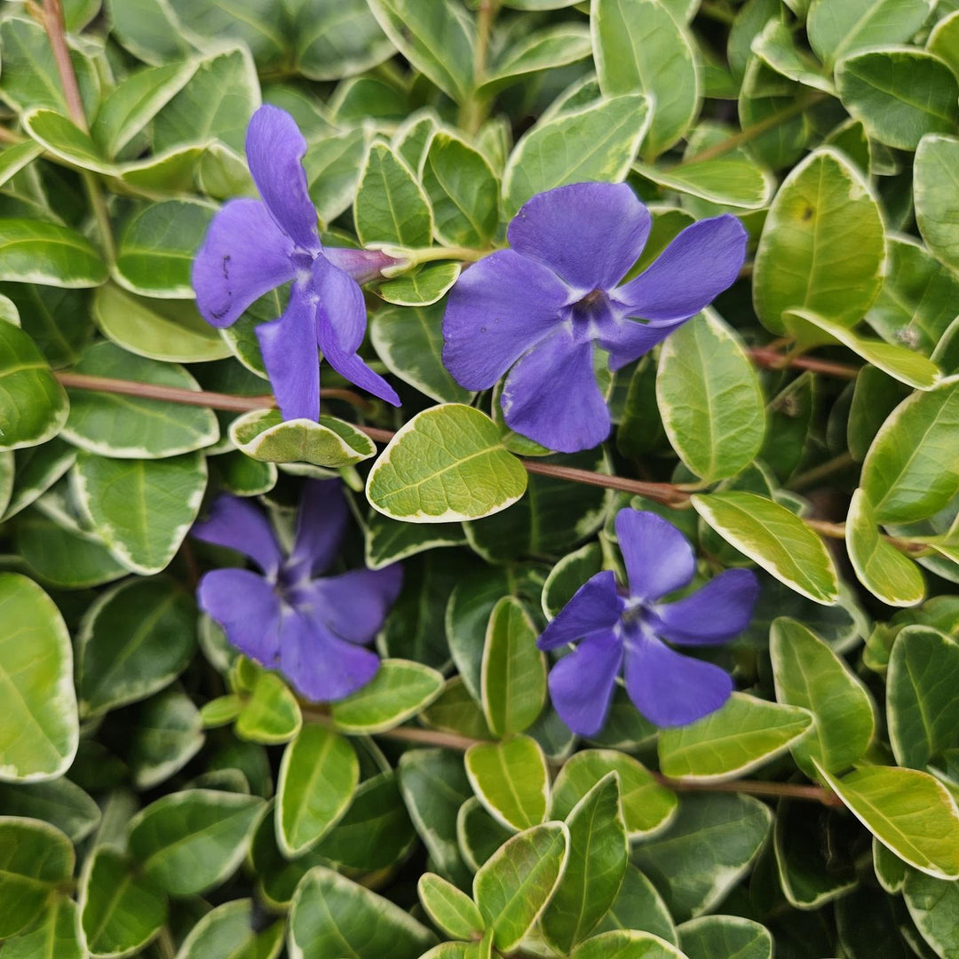 Vinca minor 'Ralph Shugert' | Lavender Groundcover for Shade – Evergreen &amp; Low-Maintenance