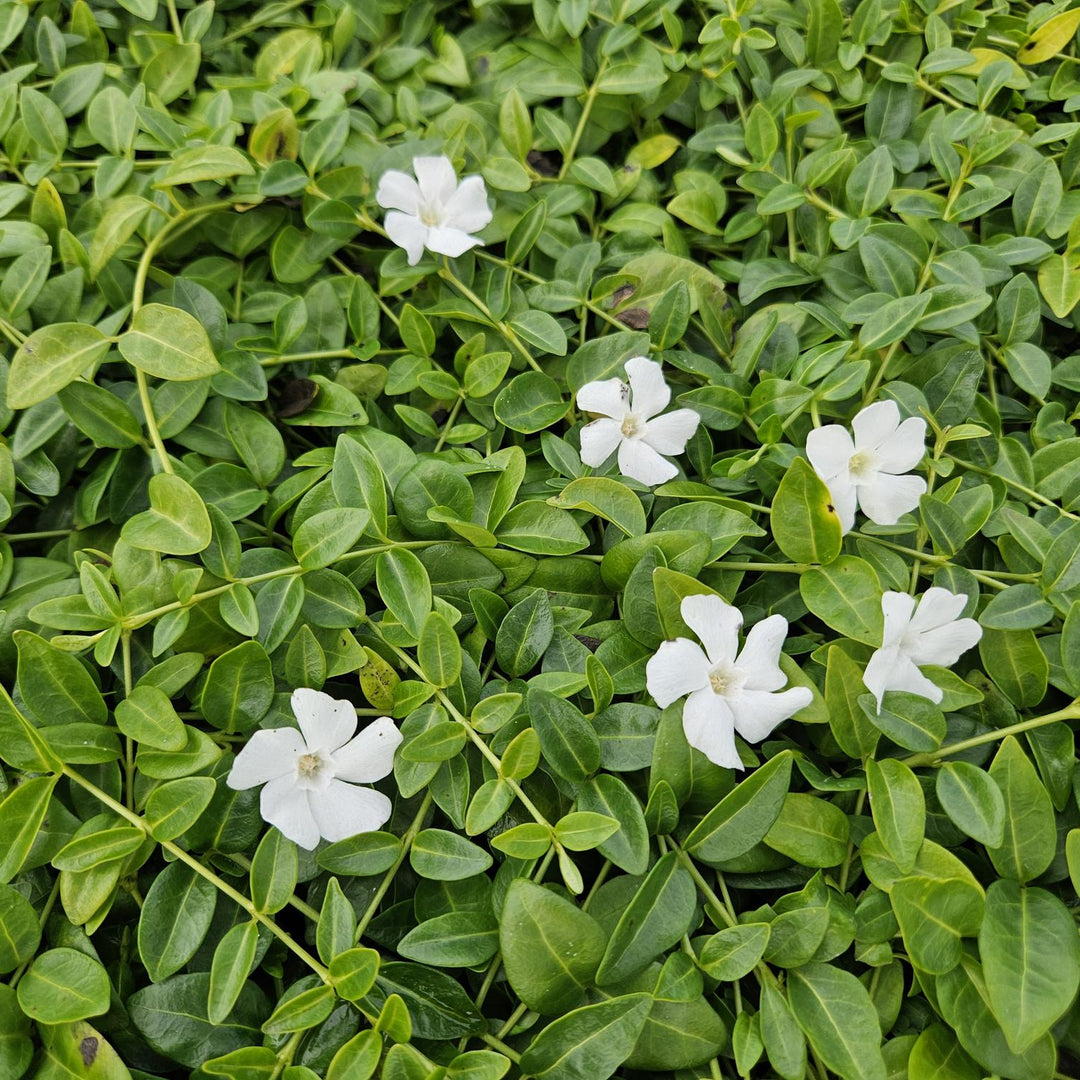 Vinca minor 'Gertrude Jekyll' | White Groundcover for Shady Gardens