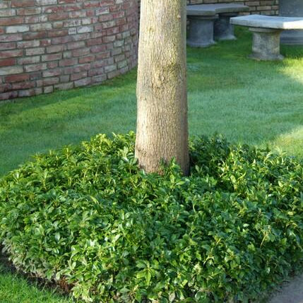 Pachysandra terminalis | Wintergreen Shade Herb – Ground Cover for Shady Gardens