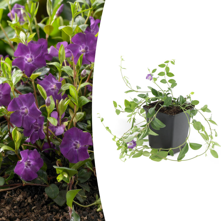Vinca minor 'Atropurpurea' | Purple Flowering Groundcover – Evergreen, Shade-Hardened, and Low-Maintenance