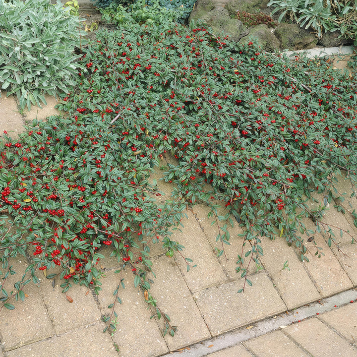 Cotoneaster dammeri | Hardy Groundcover with White Flowers &amp; Red Berries