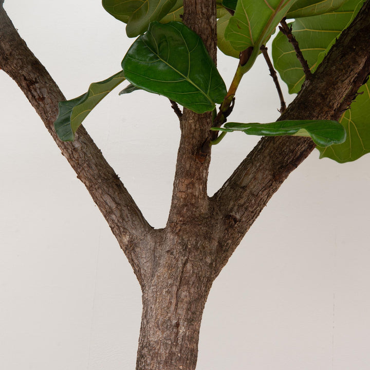 Ficus Lyrata Tree | 270 cm Tall | Fiddle Leaf Plant