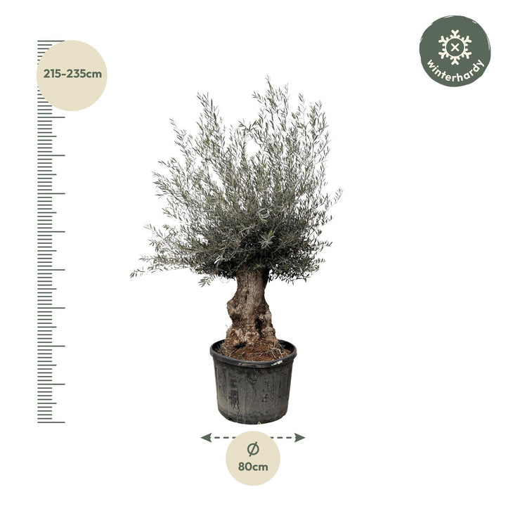 Olea Europaea Bonsai | Olive Tree – 270 cm – Ø80 cm