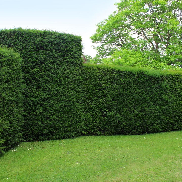 Taxus Baccata | Large hedge plant – 10 meters – 12L – 20x – 100–125 cm
