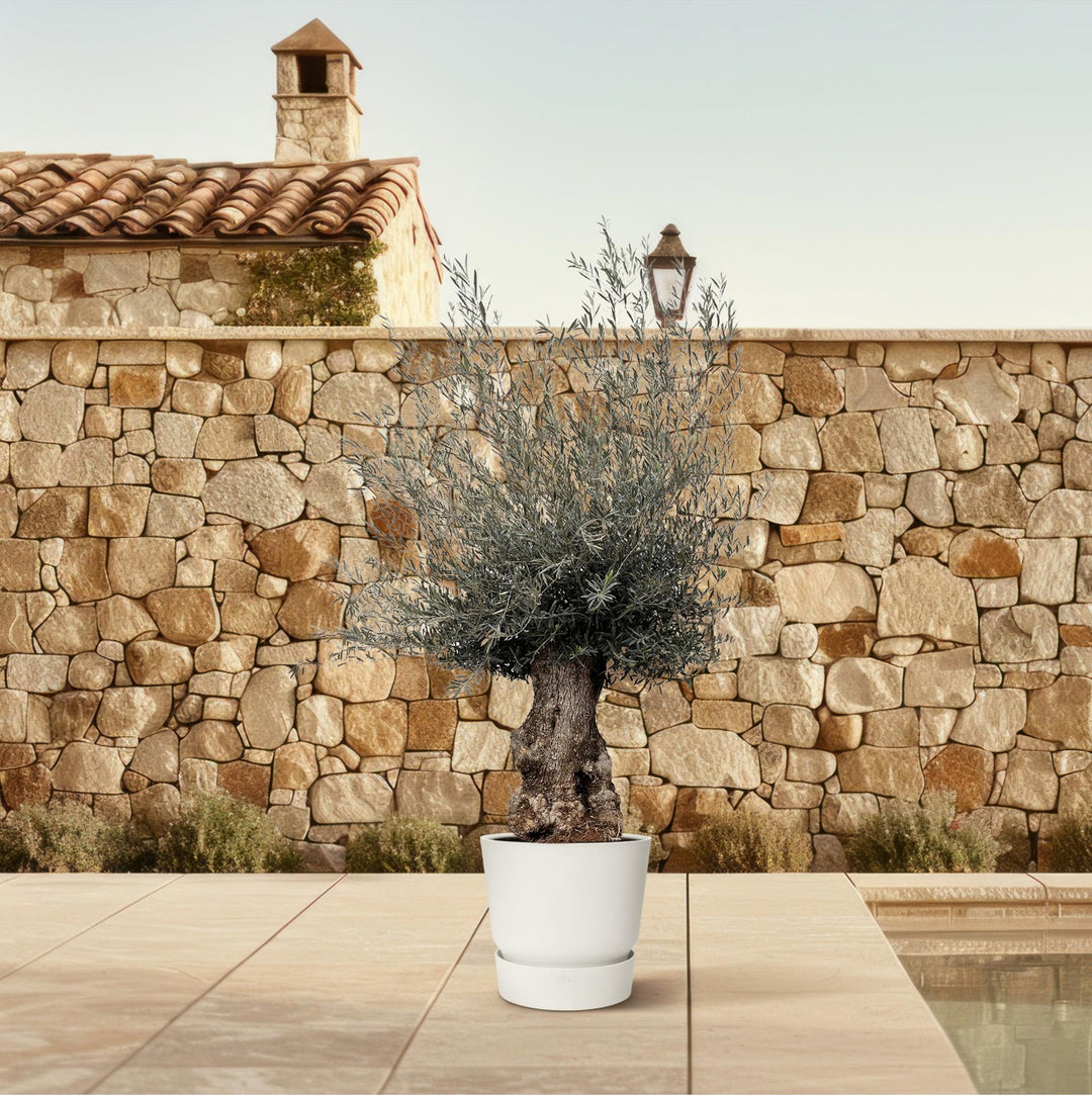 Olea Europaea Bonsai | Olive Tree – 270 cm – Ø80 cm