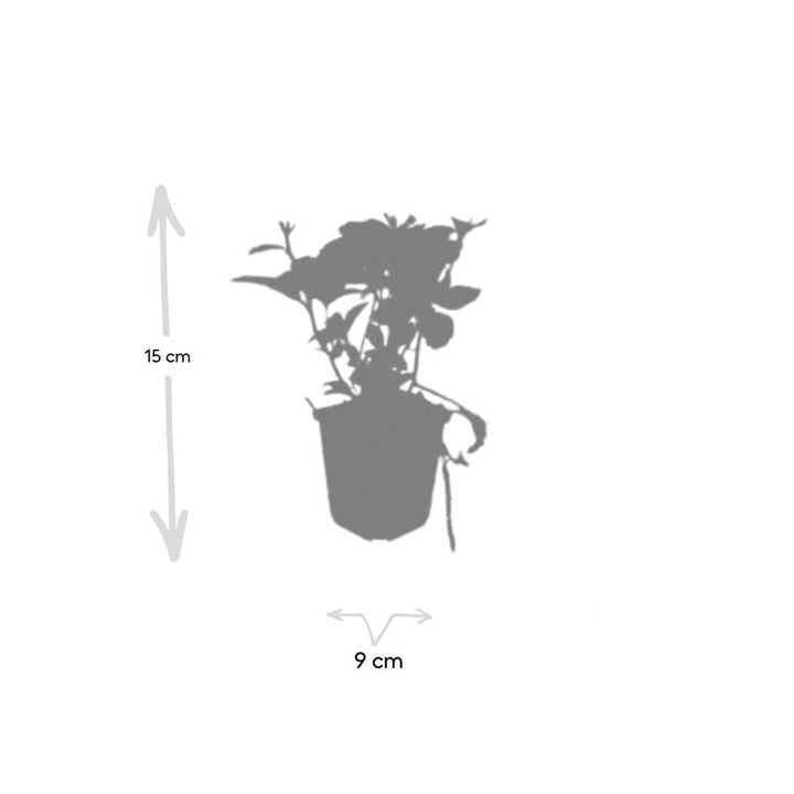 Pachysandra terminalis | Wintergreen Shade Herb – Ground Cover for Shady Gardens