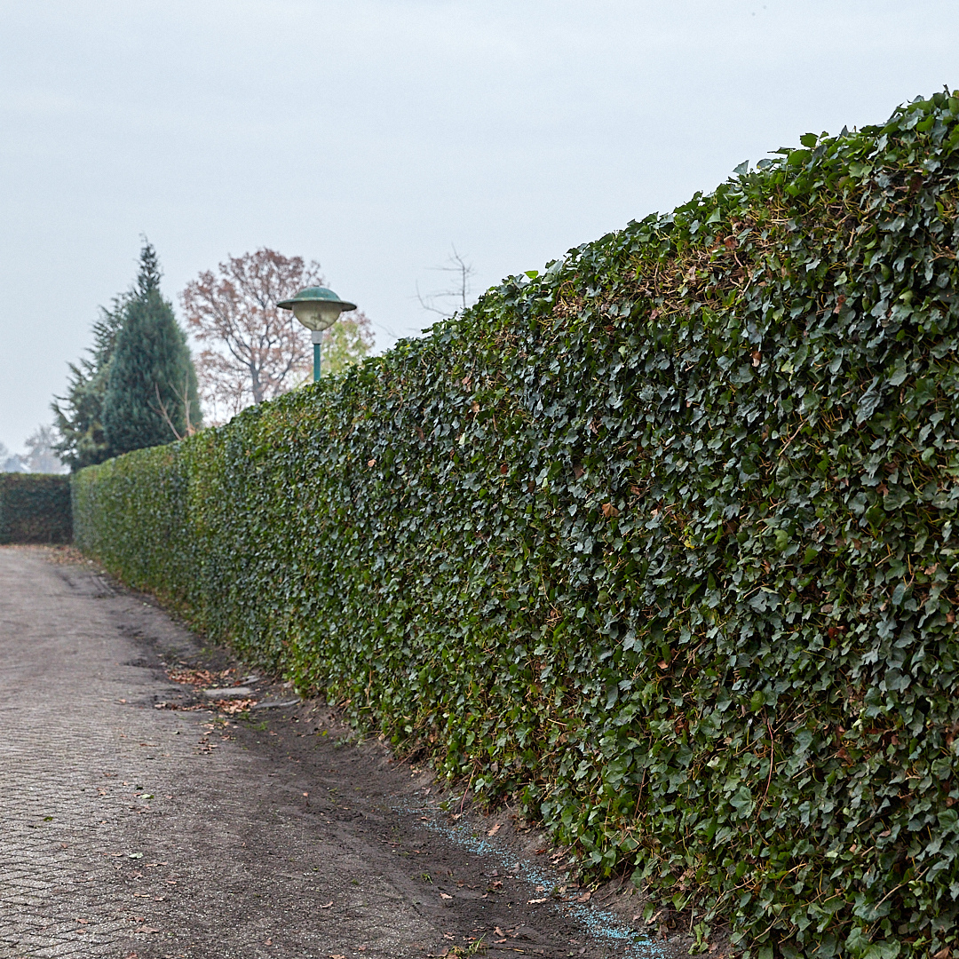 Hedera Hibernica Ivy Ready-Made Hedge | Instant Green Privacy for Any Garden