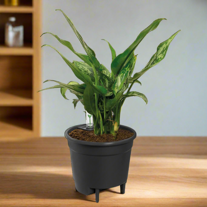 Self-Watering Insert | Smart Insert with Water Reservoir | For Indoors &amp; Outdoors