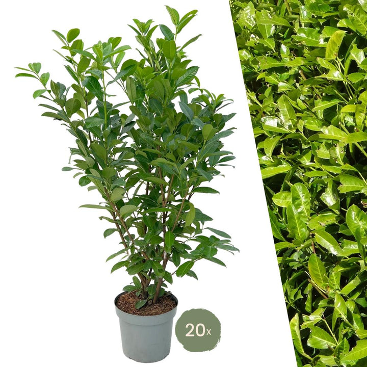 Cherry Laurel Rotundifolia | Large hedge plant – 10 meters – 15L – 20x – 125–150 cm