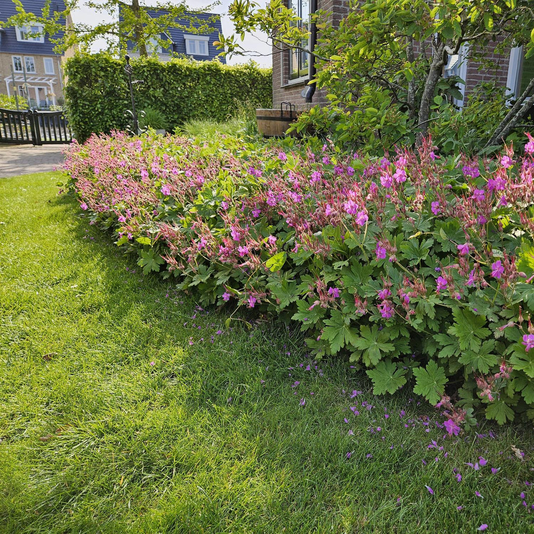 Geranium macrorrhizum – Fragrant Ground Cover with Spring Flowering – Winter Hardy &amp; Low Maintenance