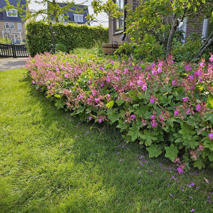 Geranium macrorrhizum – Fragrant Ground Cover with Spring Flowering – Winter Hardy &amp; Low Maintenance