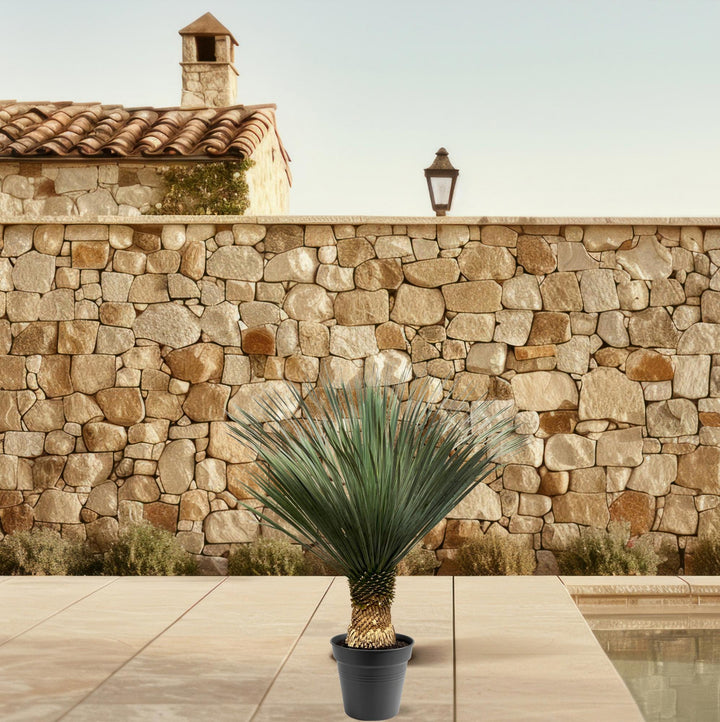 Yucca Rostrata | Blue palm lily – 100–120 cm – Ø40 cm
