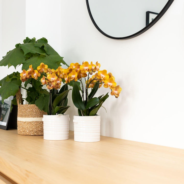 Orange Phalaenopsis Orchid | Multiflora | 3-4 Branches | 12 cm Pot