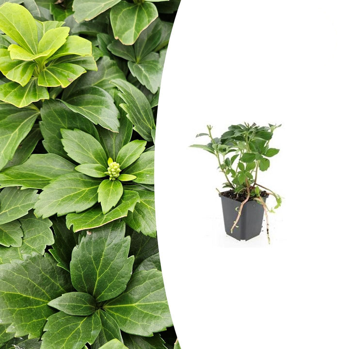 Pachysandra terminalis | Wintergreen Shade Herb – Ground Cover for Shady Gardens