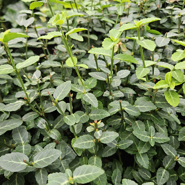 Euonymus fortunei 'Radicans' | Evergreen Groundcover for Shade – Strong, Fast-Growing and Low-Maintenance