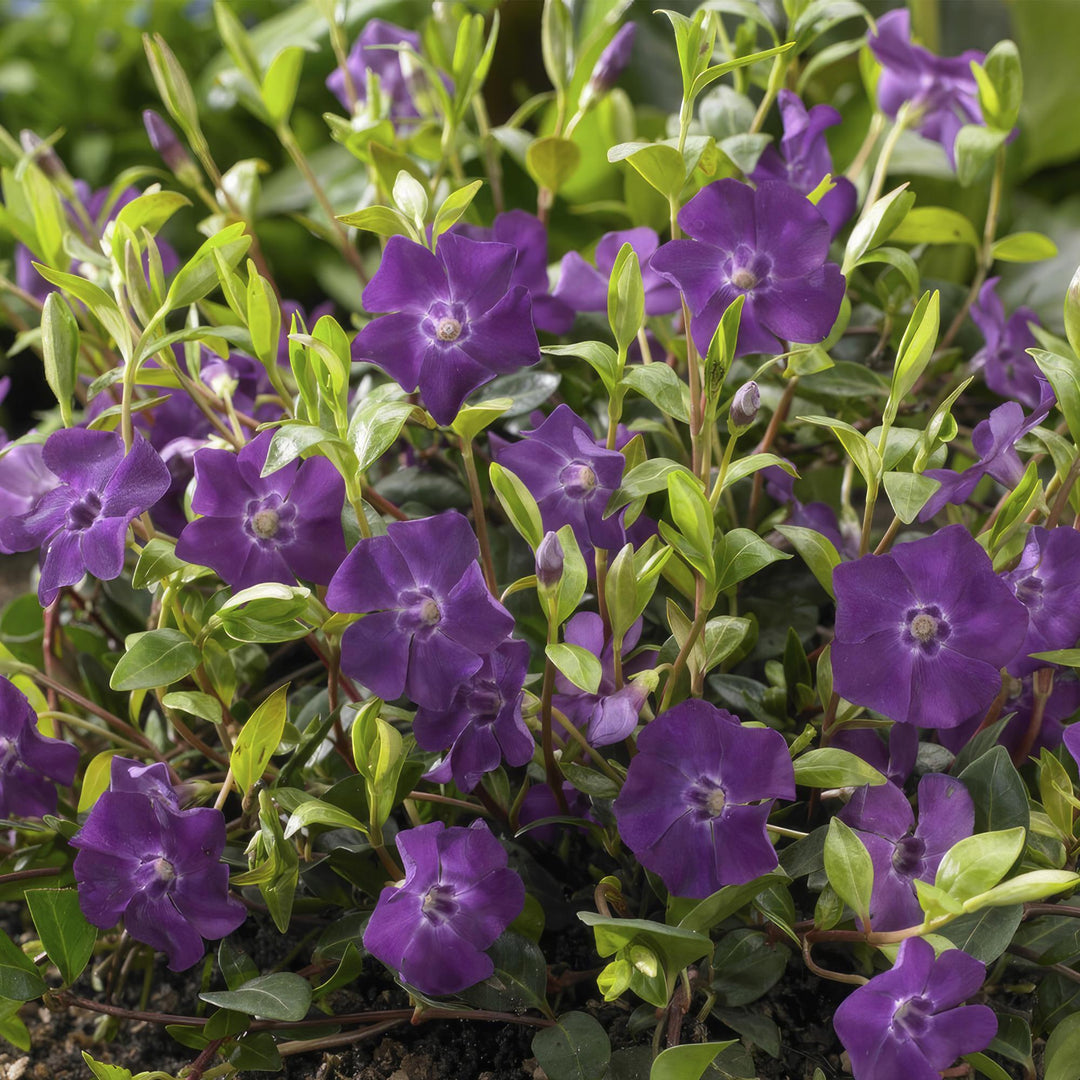 Vinca minor 'Atropurpurea' | Purple Flowering Groundcover – Evergreen, Shade-Hardened, and Low-Maintenance
