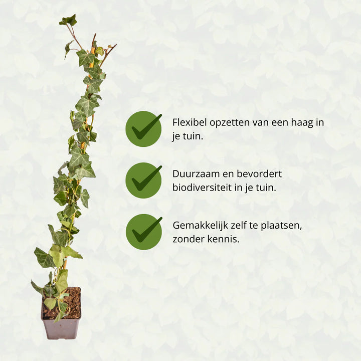 Hedera Hibernica Ivy (Sticked) | Fast-Growing Hedge Plant for Privacy and Greenery
