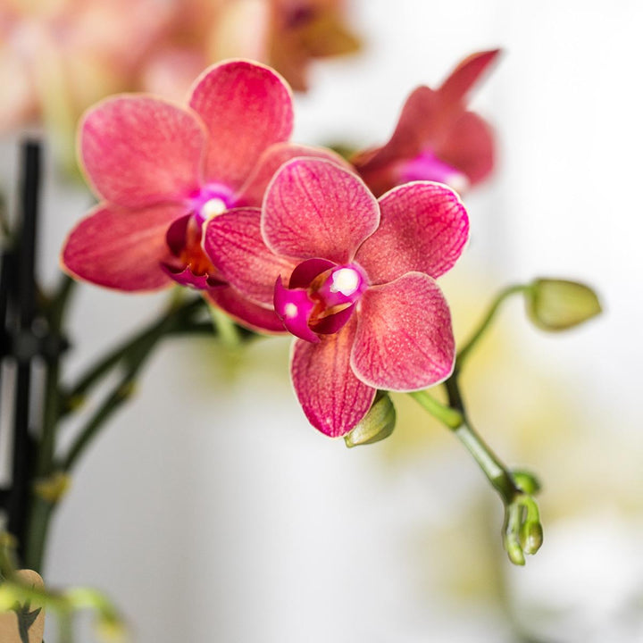 Orchid Congo Red | Multiflora | 30-35cm