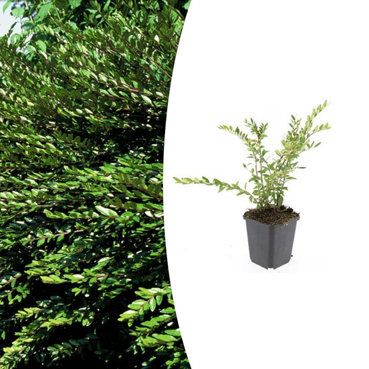 Lonicera pileata 'Purple Pearl' | Purple Groundcover Shrub for Sun &amp; Shade