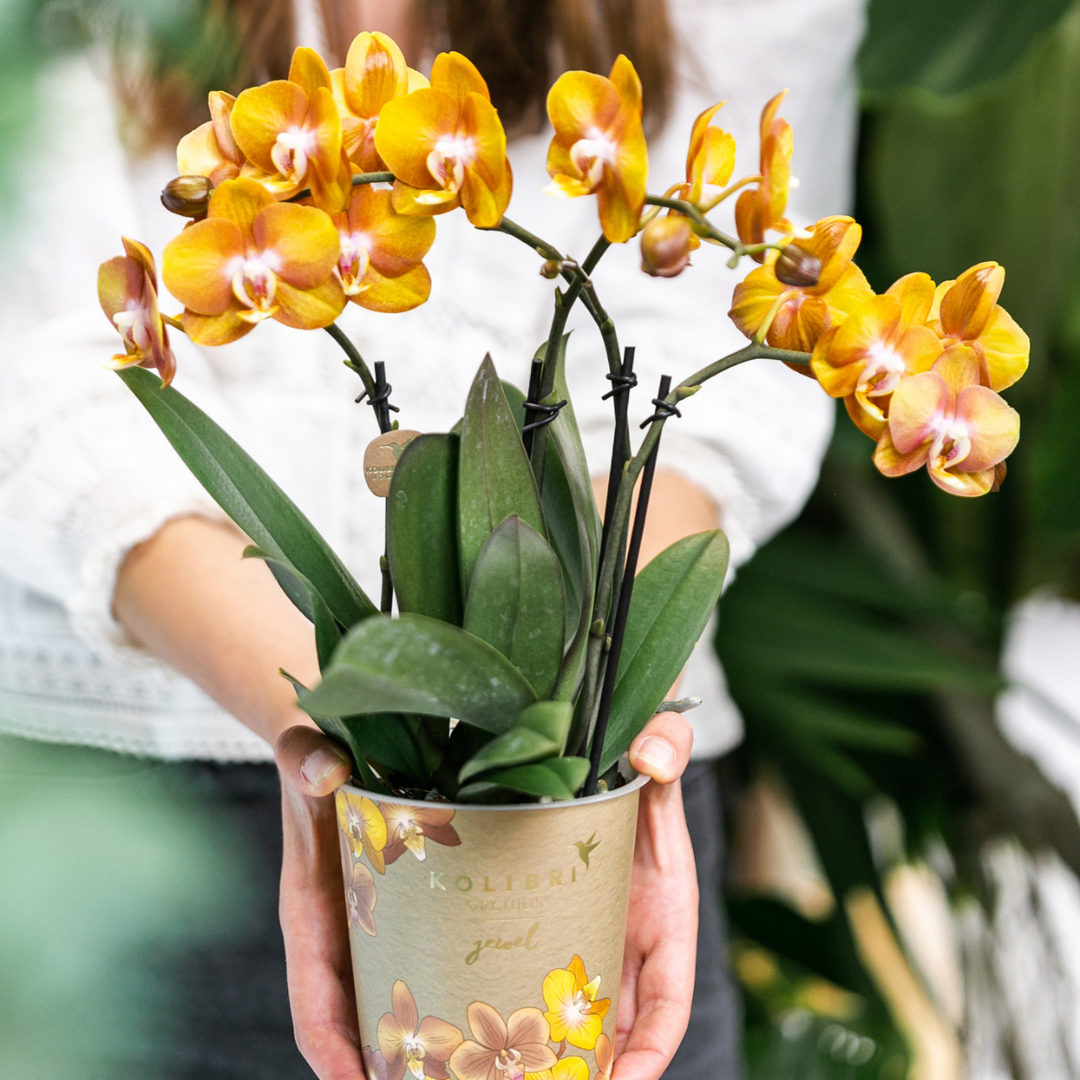 Orange Phalaenopsis Orchid | Multiflora | 3-4 Branches | 12 cm Pot