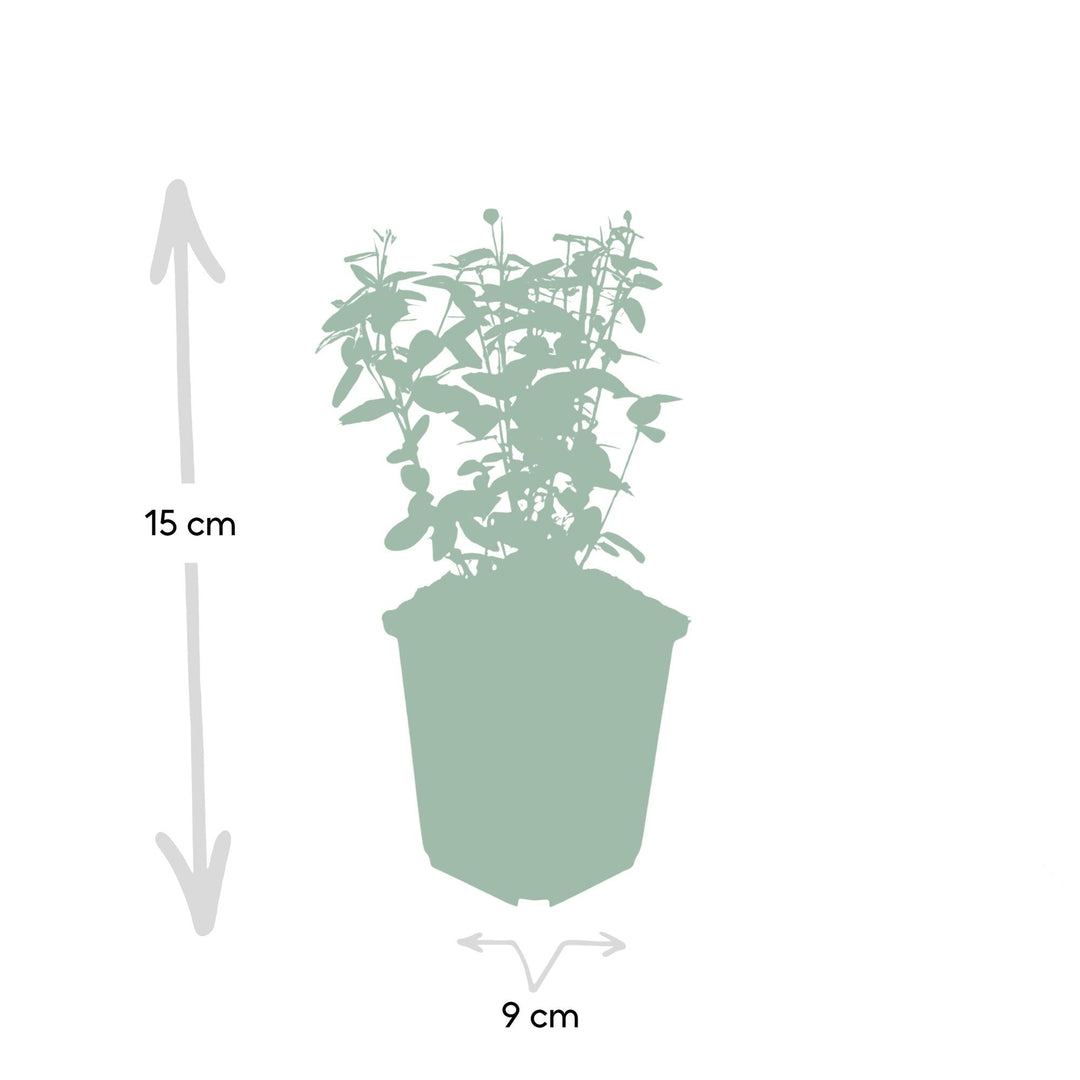 Euonymus fortunei 'Radicans' | Evergreen Groundcover for Shade – Strong, Fast-Growing and Low-Maintenance